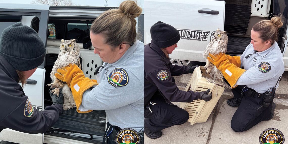 Fargo police officer rescues great horned owl with broken wing