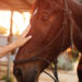 Serenity in the saddle - American Police Beat Magazine