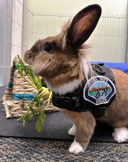 officer-percy-the-support-rabbit-in-uniform-in-his-office-yuba-city-police-department-ycpd