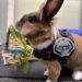 officer-percy-the-support-rabbit-in-uniform-in-his-office-yuba-city-police-department-ycpd