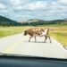 Who Is Liable When Livestock Causes Car Accidents?