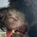 Police shoot goldendoodle during welfare check – Law Officer