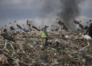 A waste picker walks past Marabou storks feeding on a mountain of rubbish in Nairobi, Kenya
