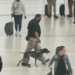 TSA K9 handler relieved of duty after video goes viral – Law Officer