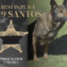 Sheriff’s K9 fatally shot by friendly fire while tracking suspect – Law Officer