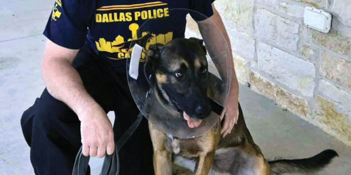 “Nothing short of heroic”: Dallas police corporal and his K-9 partner wounded in dramatic encounter with shooting suspect
