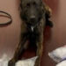 K9 Hudson, Kane County Sheriff's Office, Illinois