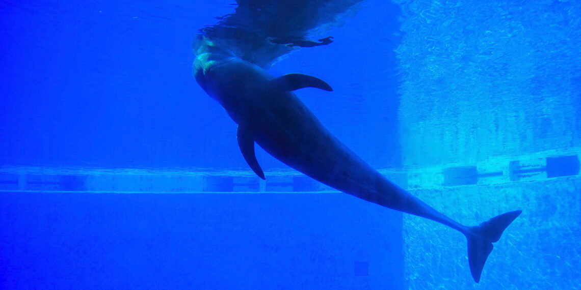 Florida off-duty deputy rescues baby dolphin