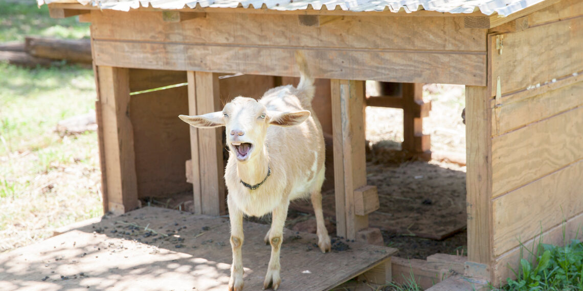 A case of mistaken identity: Oklahoma police officers respond to cries for help from what turns out to be a bleating goat
