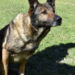 K9 Santos, Wake County Sheriff's Office, North Carolina