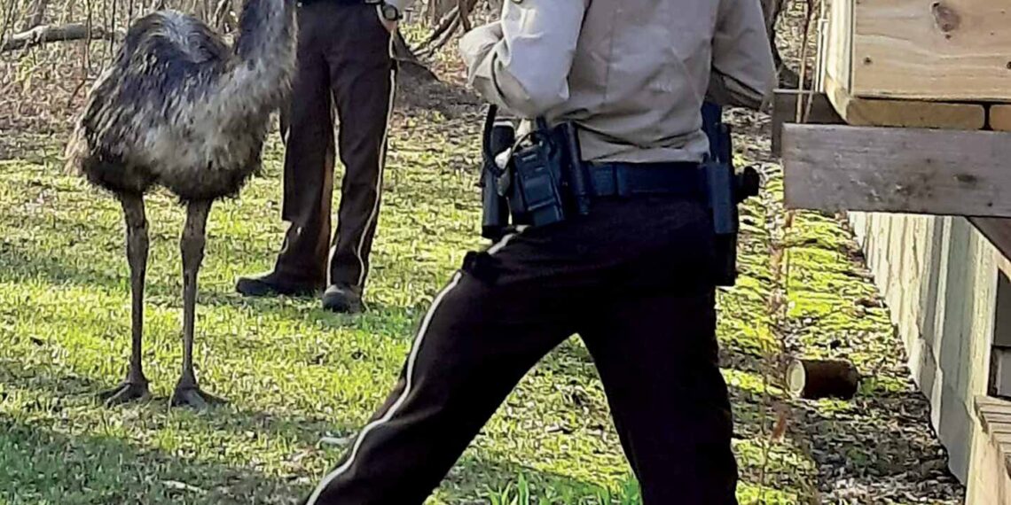 Minnesota deputies detain escaped emu looking for love in all the wrong places
