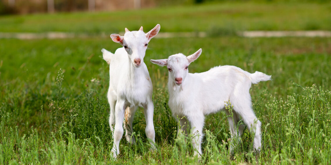 “Arrest them!”: Florida residents call 9-1-1 on two angry goats fighting in street