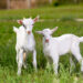 “Arrest them!”: Florida residents call 9-1-1 on two angry goats fighting in street