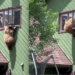 Colorado bear caught in the act of burglarizing home – Law Officer