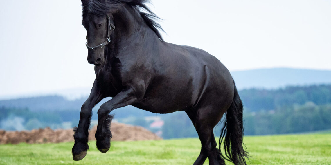 Burbank police officer takes “wild ride” to capture escaped horse