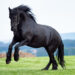 Burbank police officer takes “wild ride” to capture escaped horse