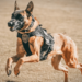 Georgia police K9 dies when A/C unit in patrol vehicle fails – Law Officer