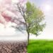 comparing green earth and effect of air pollution from human action, glbal warming concept, green tree and green earth with light and arid land with air pollusion at background