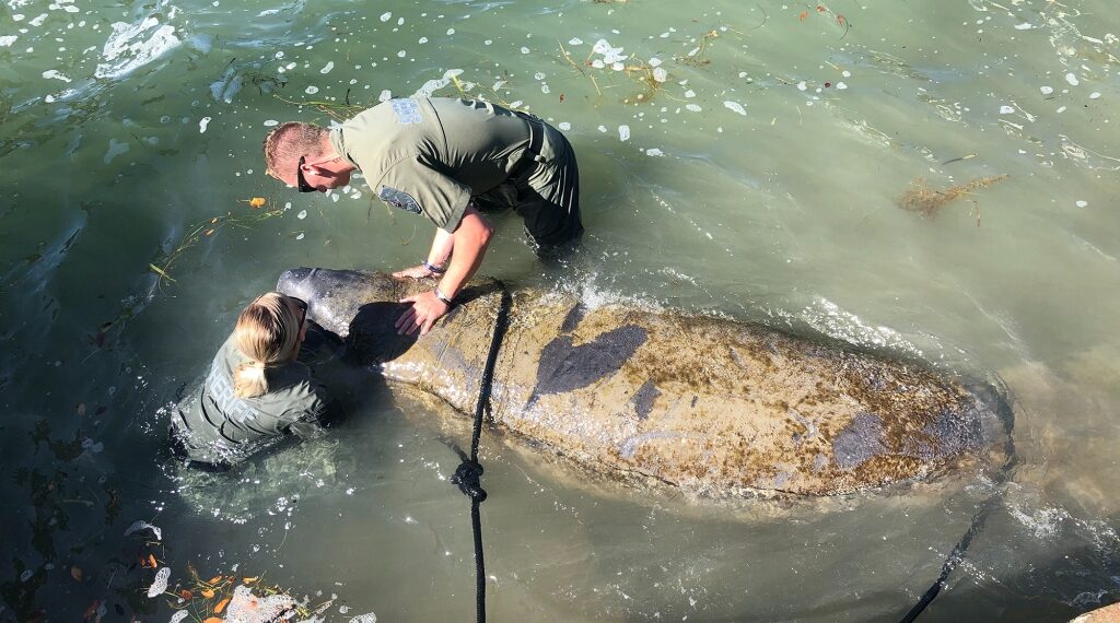 Deputy Jill Constant (L) said she was not going to sit and watch the manatee die and jumped in with her partner to help.