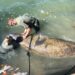 Deputy Jill Constant (L) said she was not going to sit and watch the manatee die and jumped in with her partner to help.