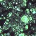 Pfizer’s RSV Vaccine Wins FDA Approval on Heels of Regulatory Nod for GSK
