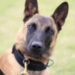 K9 Chase, Cobb County Police Department, Georgia