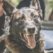 K9 Harrie, Shreveport Police Department, Louisiana