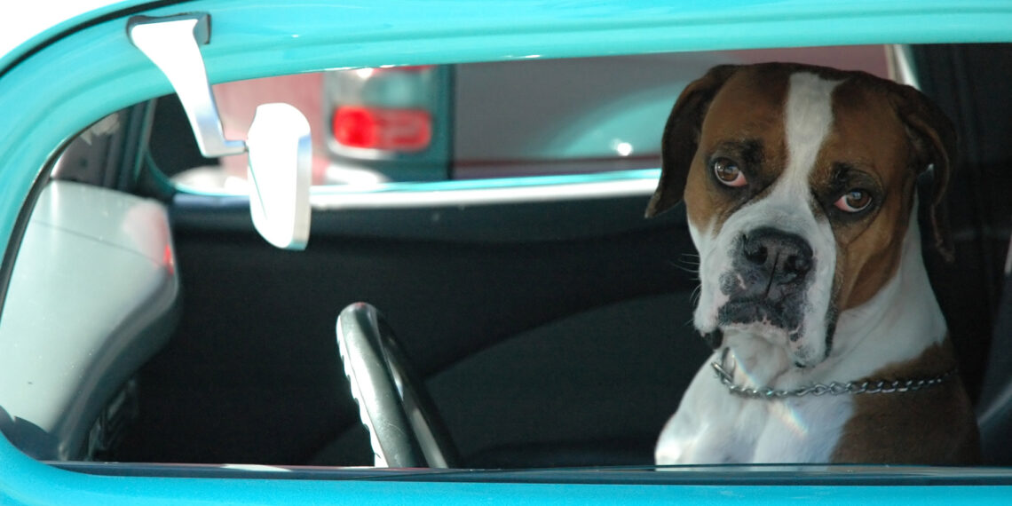 Epic fail of a classic excuse: Colorado driver blames his dog for speeding in attempt to evade DUI arrest