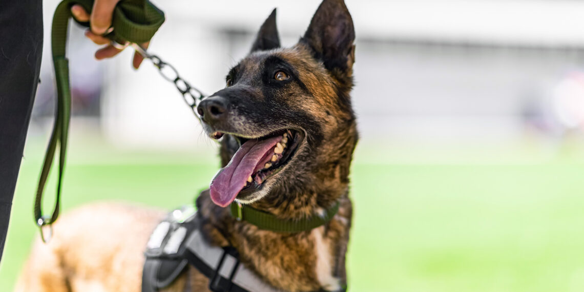 Tragic heat-related death of Texas K-9 comes one week after similar incident in Georgia
