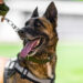 Tragic heat-related death of Texas K-9 comes one week after similar incident in Georgia