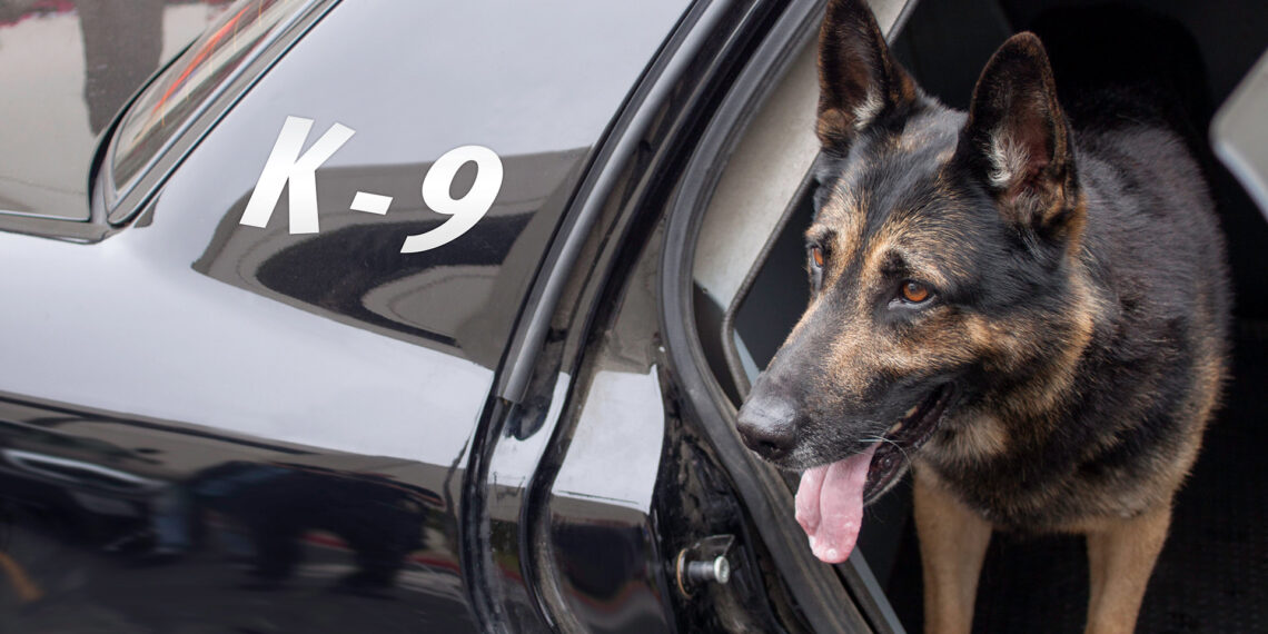 Proposed Pennsylvania legislation would protect police K-9 officers from heat-related deaths