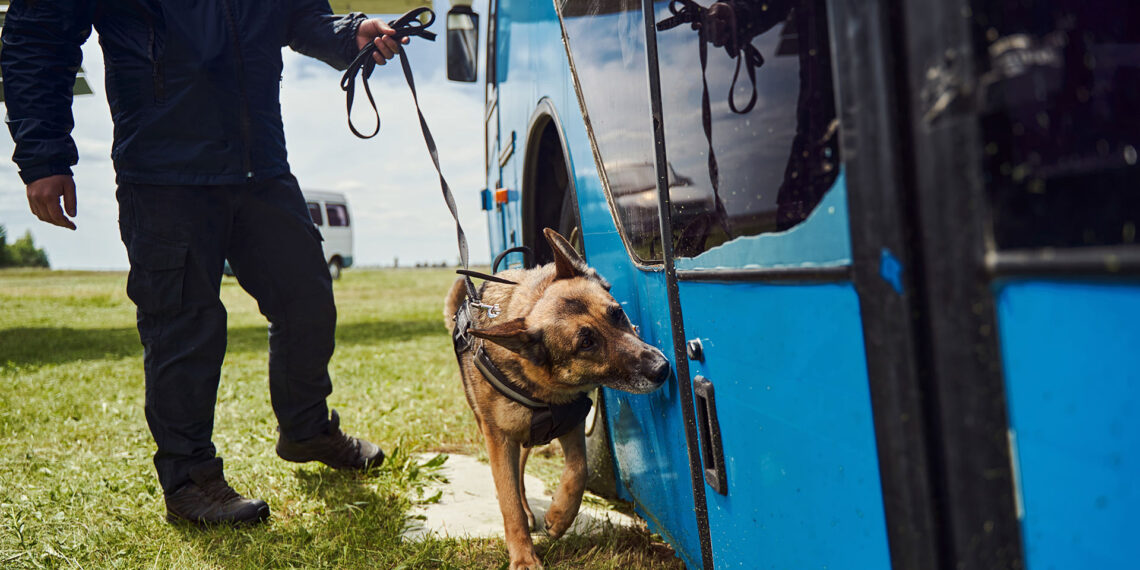 Missouri cannabis legalization leads to retirement of drug-sniffing police dogs