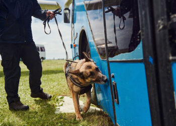 Missouri cannabis legalization leads to retirement of drug-sniffing police dogs