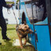Missouri cannabis legalization leads to retirement of drug-sniffing police dogs