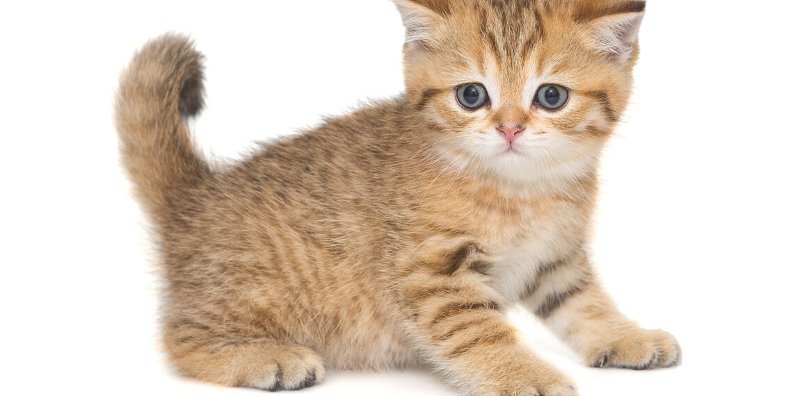 Nevada State Police trooper saves kitten trapped on side of busy highway