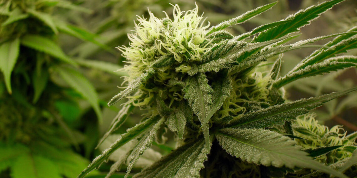 Maryland passes bill prohibiting police stops based solely on smell of cannabis