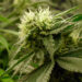 Maryland passes bill prohibiting police stops based solely on smell of cannabis