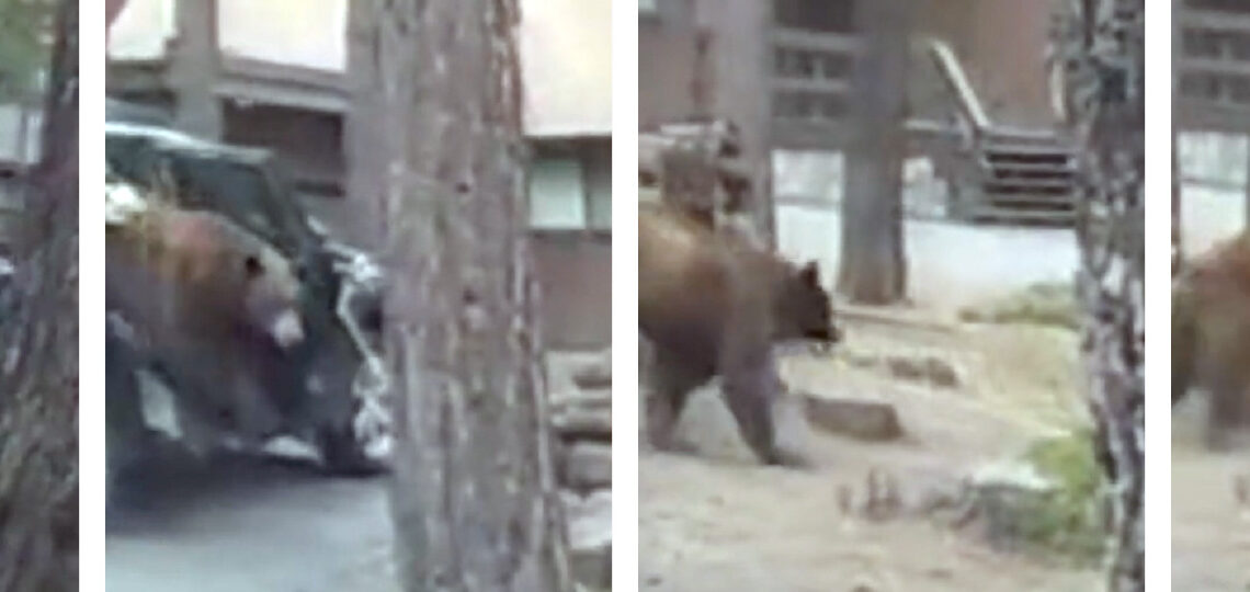 Nevada deputies rescue bear trapped in car near Lake Tahoe