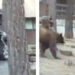 Nevada deputies rescue bear trapped in car near Lake Tahoe