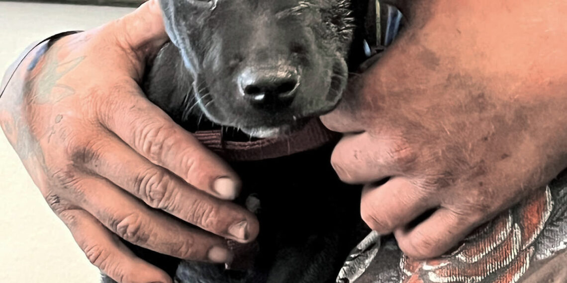 Northern California police officer credited with saving a puppy’s life after accidental fentanyl exposure