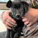 Northern California police officer credited with saving a puppy’s life after accidental fentanyl exposure