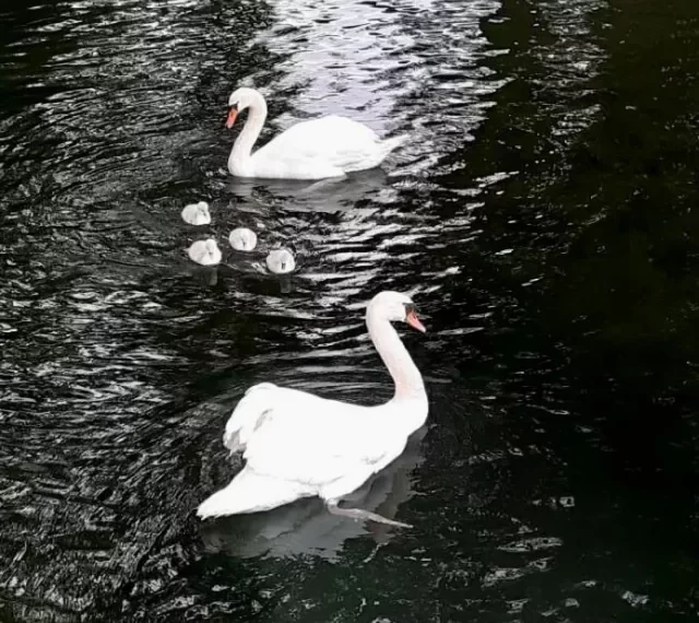 3 teens allegedly killed and ate a Village’s beloved swan – Law Officer