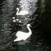 3 teens allegedly killed and ate a Village’s beloved swan – Law Officer