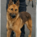 K9 Norby