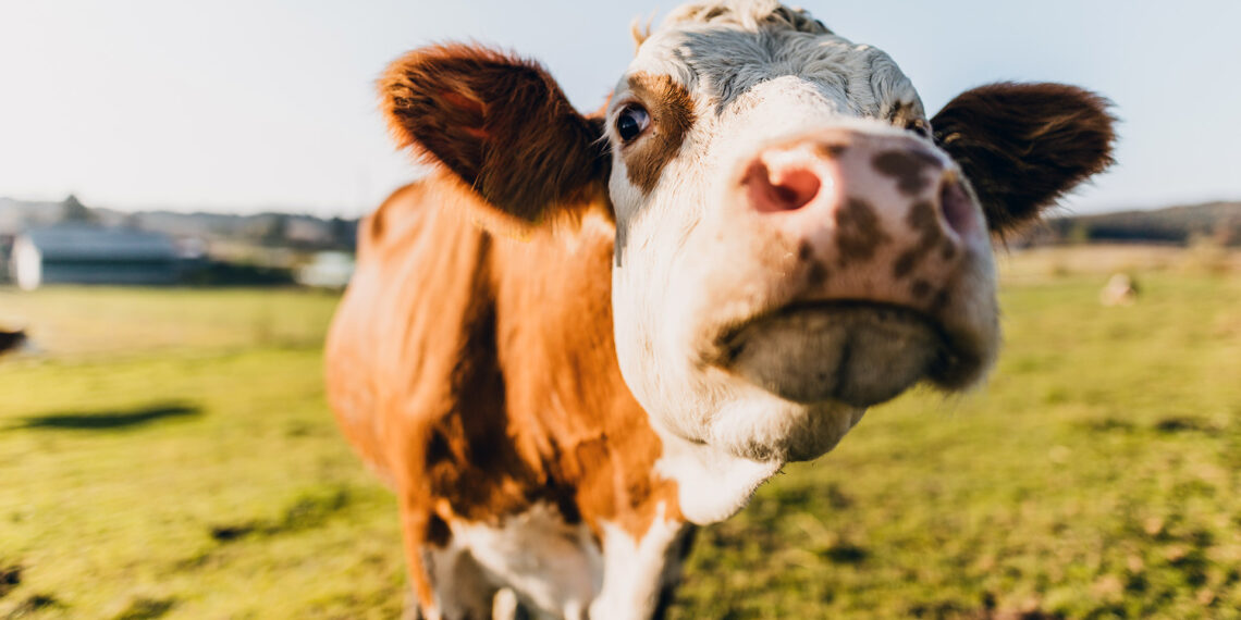 Renegade cow causes stir on Pennsylvania campus and town