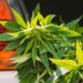 Wisconsin Supreme Court justifies probable cause for searches based on marijuana odor