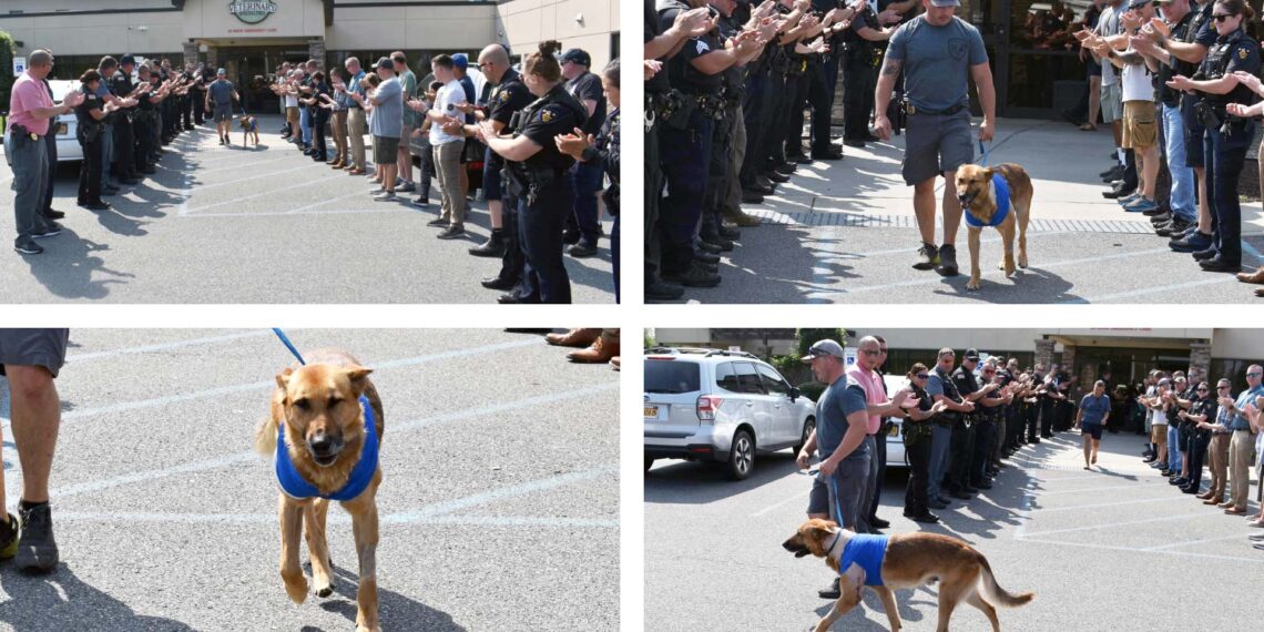 New York K-9 survives brutal stabbing attack, returns to active duty