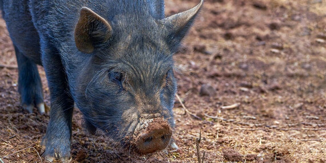 Pennsylvania police and Lancaster Farm Sanctuary team up to capture potbelly pig on the run