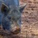 Pennsylvania police and Lancaster Farm Sanctuary team up to capture potbelly pig on the run