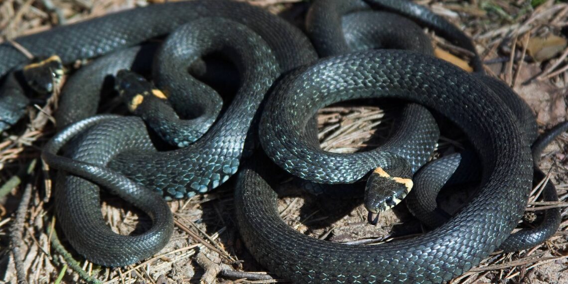 North Caroline police respond to bizarre trespassing call after snake is found in bathroom
